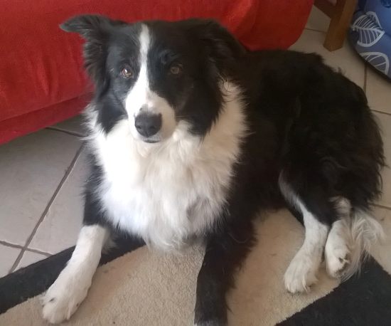 bordercollie tosca.jpg